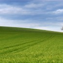 open field source image